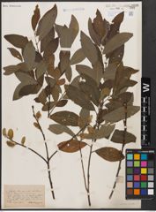 Foto von Salix caprea L. x Salix cinerea L.